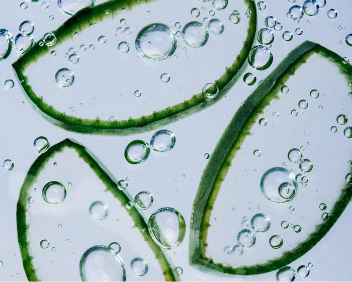 Close-up of green aloe vera leaves with water droplets on a light blue background